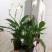 花卉绿植白掌盆栽一帆风顺室内观赏植物