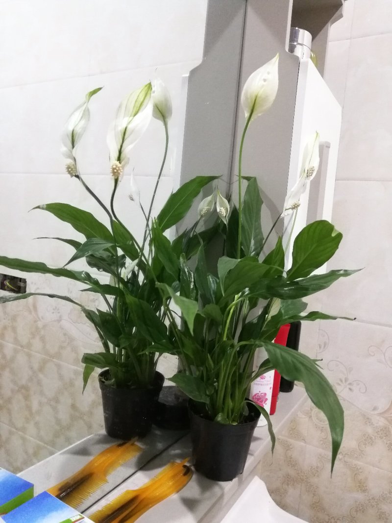 花卉绿植白掌盆栽一帆风顺室内观赏植物