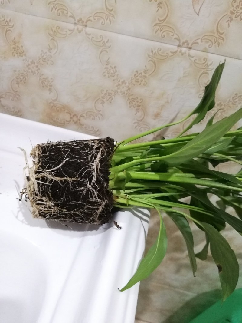 花卉绿植白掌盆栽一帆风顺室内观赏植物