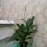 花卉绿植白掌盆栽一帆风顺室内观赏植物