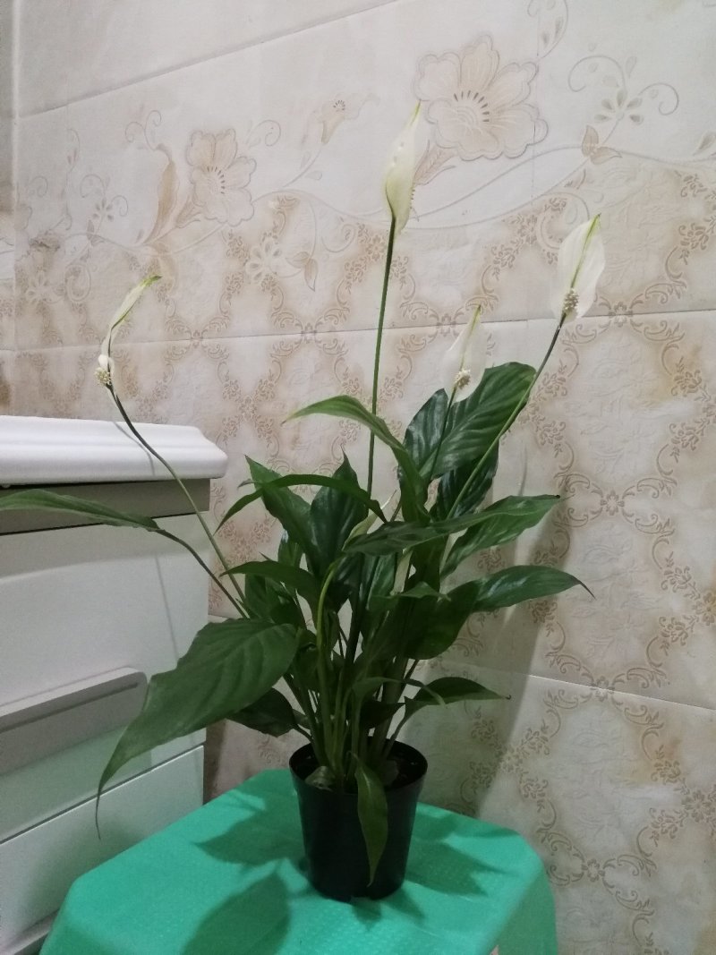 花卉绿植白掌盆栽一帆风顺室内观赏植物