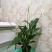 花卉绿植白掌盆栽一帆风顺室内观赏植物
