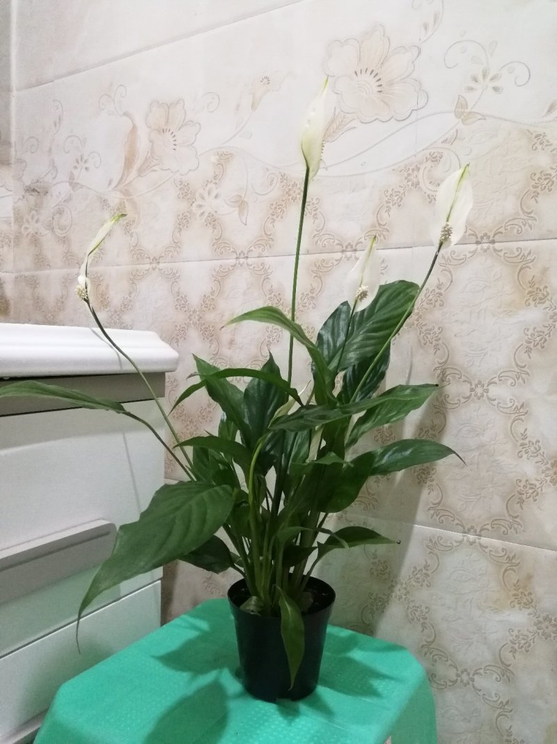 花卉绿植白掌盆栽一帆风顺室内观赏植物