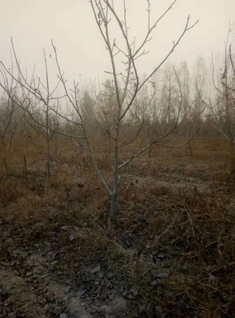 各种规格嫁接，实生核桃树大量便宜出售