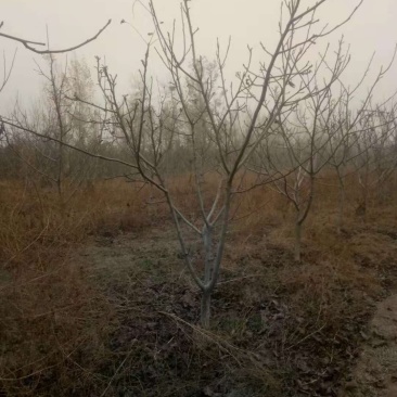 各种规格嫁接，实生核桃树大量便宜出售