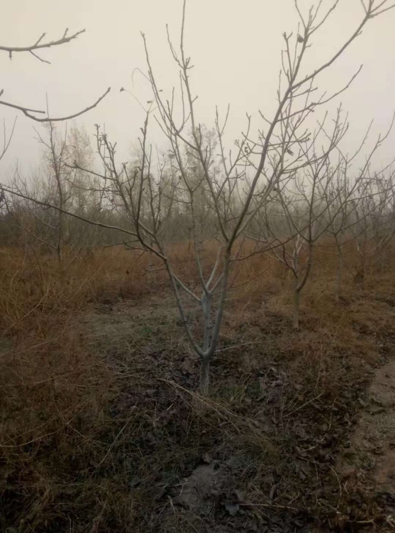 各种规格嫁接，实生核桃树大量便宜出售