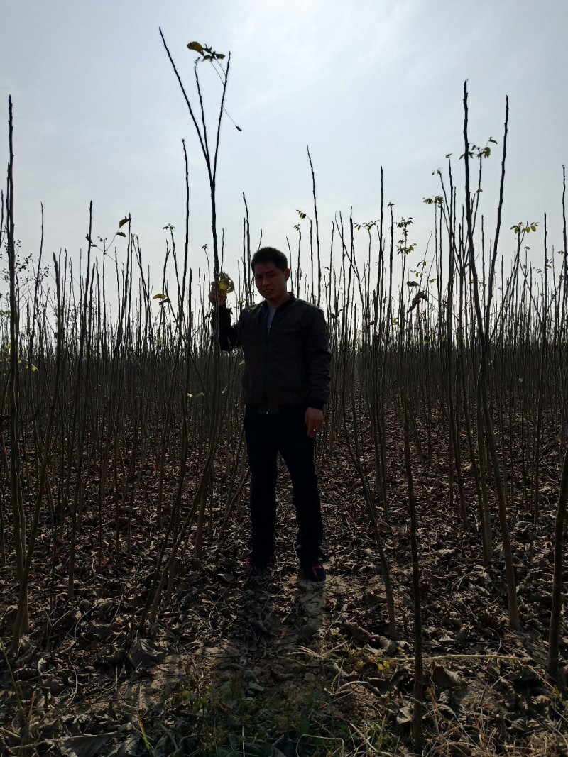 各种规格嫁接，实生核桃树大量便宜出售