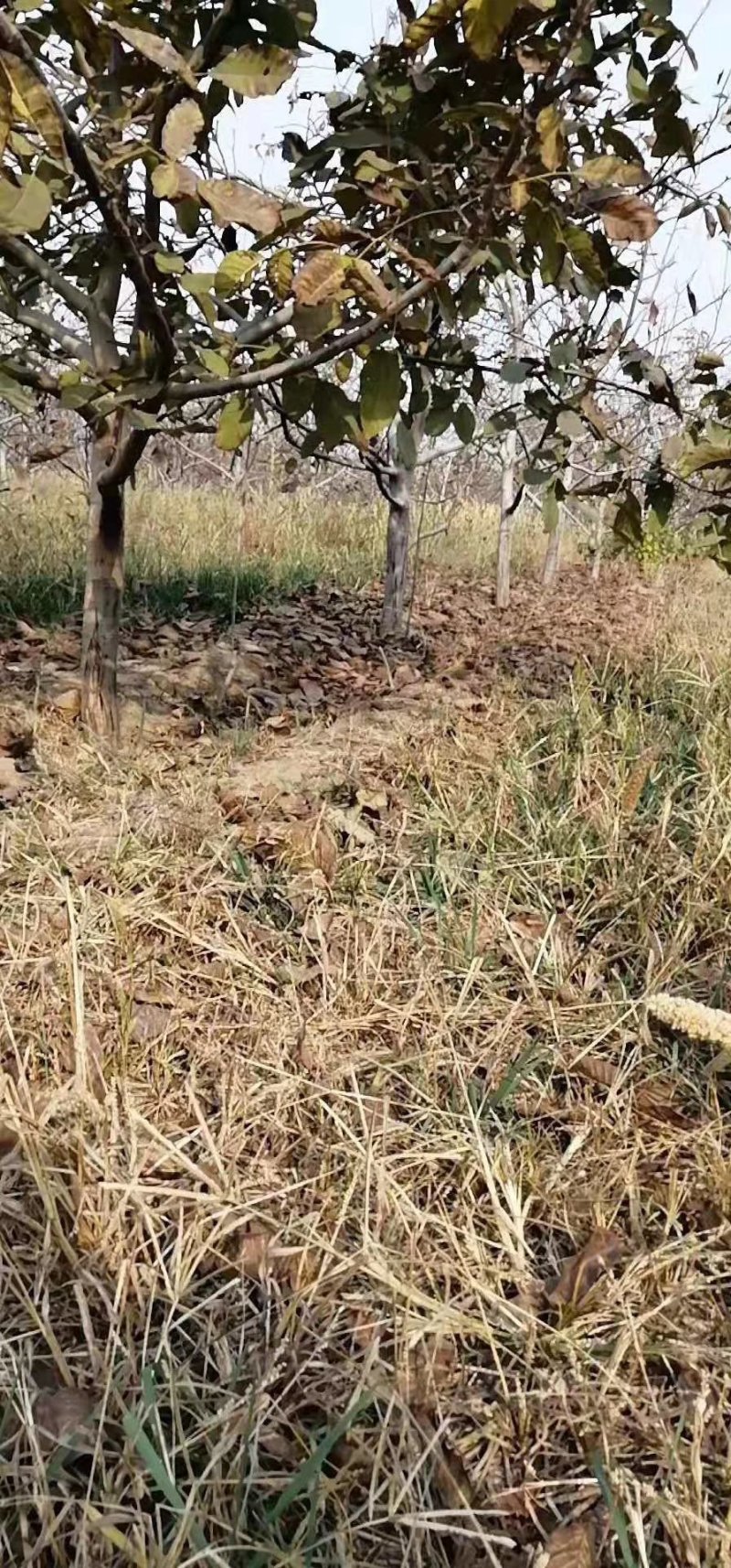 各种规格嫁接，实生核桃树大量便宜出售