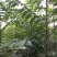 红油6号香椿，免费提供技术