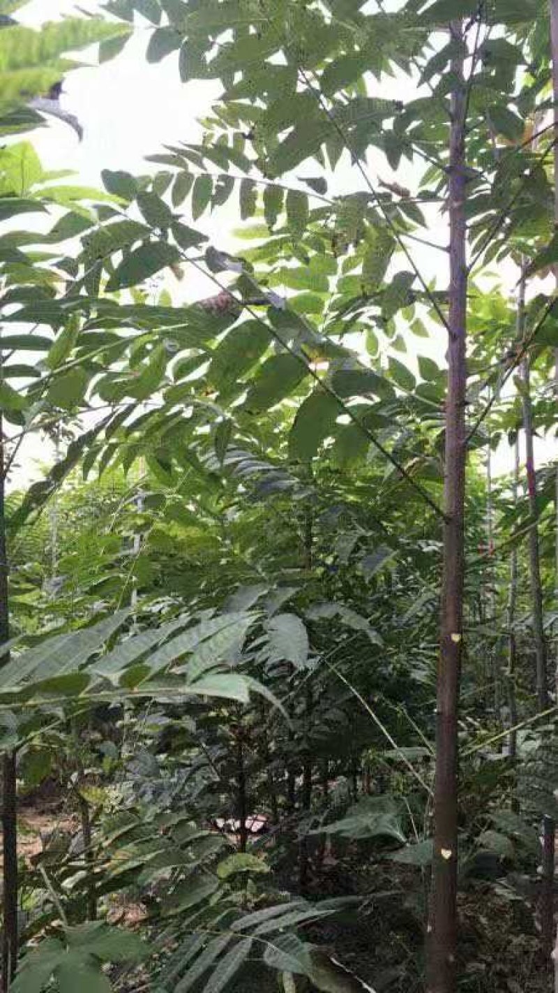 红油6号香椿，免费提供技术
