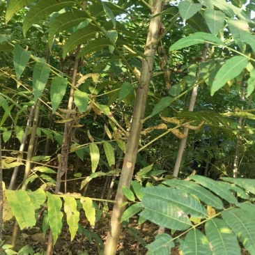 红油6号香椿，免费提供技术