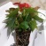 红掌盆栽花卉四季室内绿植净化空气