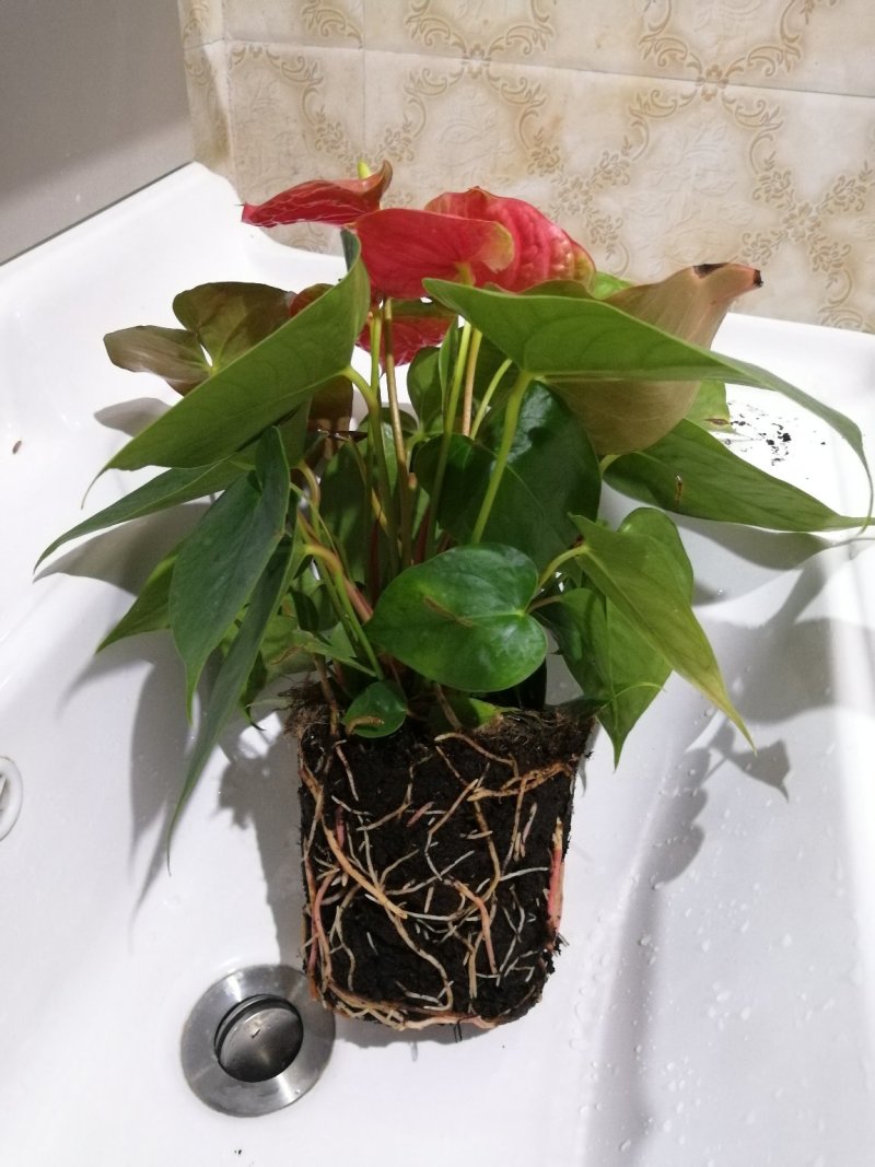 红掌盆栽花卉四季室内绿植净化空气
