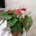 红掌盆栽花卉四季室内绿植净化空气
