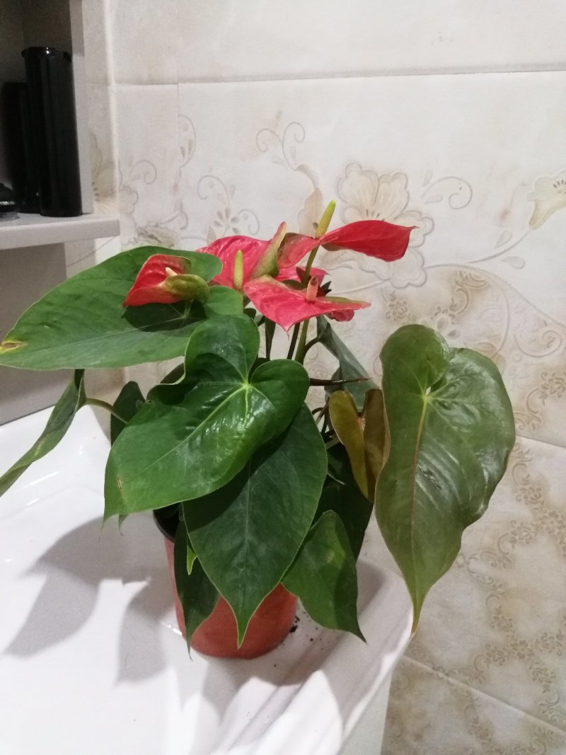 红掌盆栽花卉四季室内绿植净化空气
