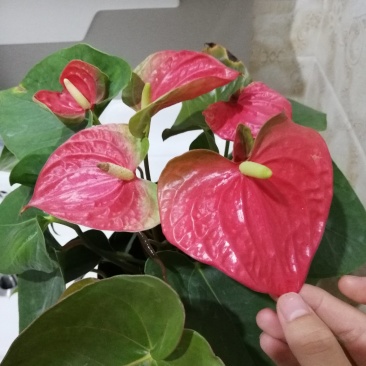 红掌盆栽花卉四季室内绿植净化空气