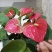 红掌盆栽花卉四季室内绿植净化空气
