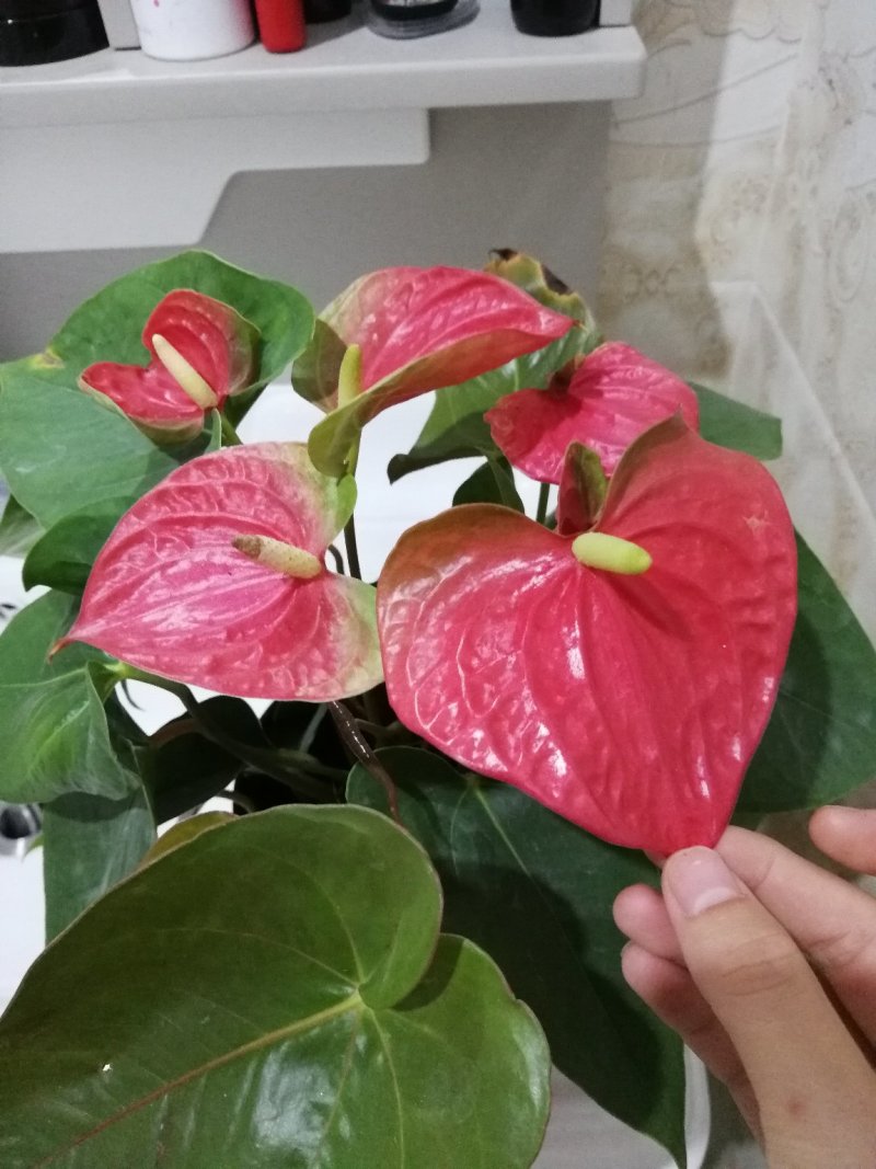 红掌盆栽花卉四季室内绿植净化空气