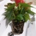 红掌盆栽花卉四季室内绿植净化空气