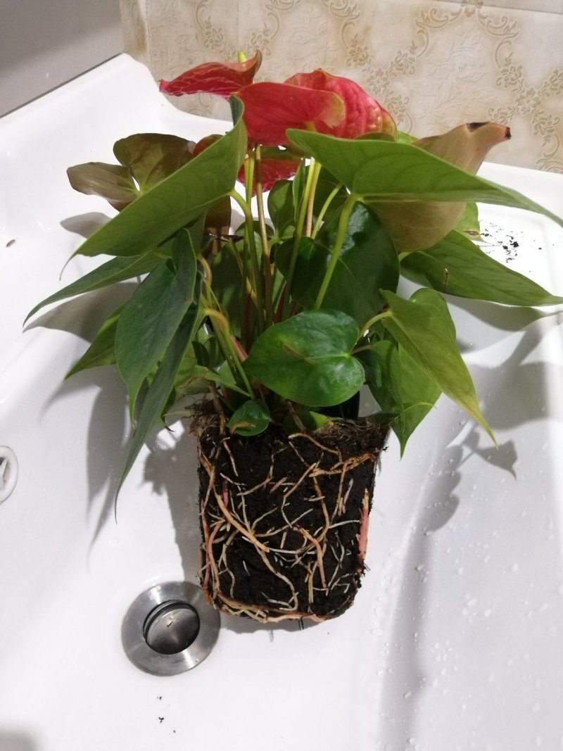 红掌盆栽花卉四季室内绿植净化空气