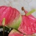 红掌盆栽花卉四季室内绿植净化空气