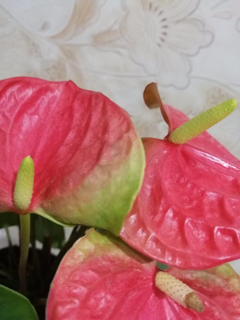 红掌盆栽花卉四季室内绿植净化空气