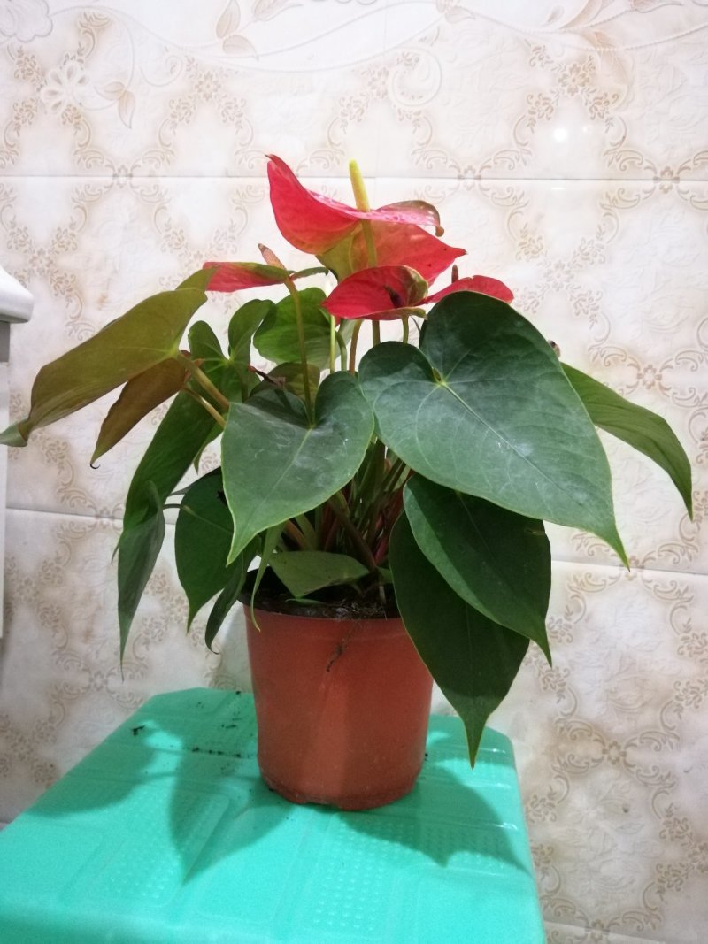红掌盆栽花卉四季室内绿植净化空气
