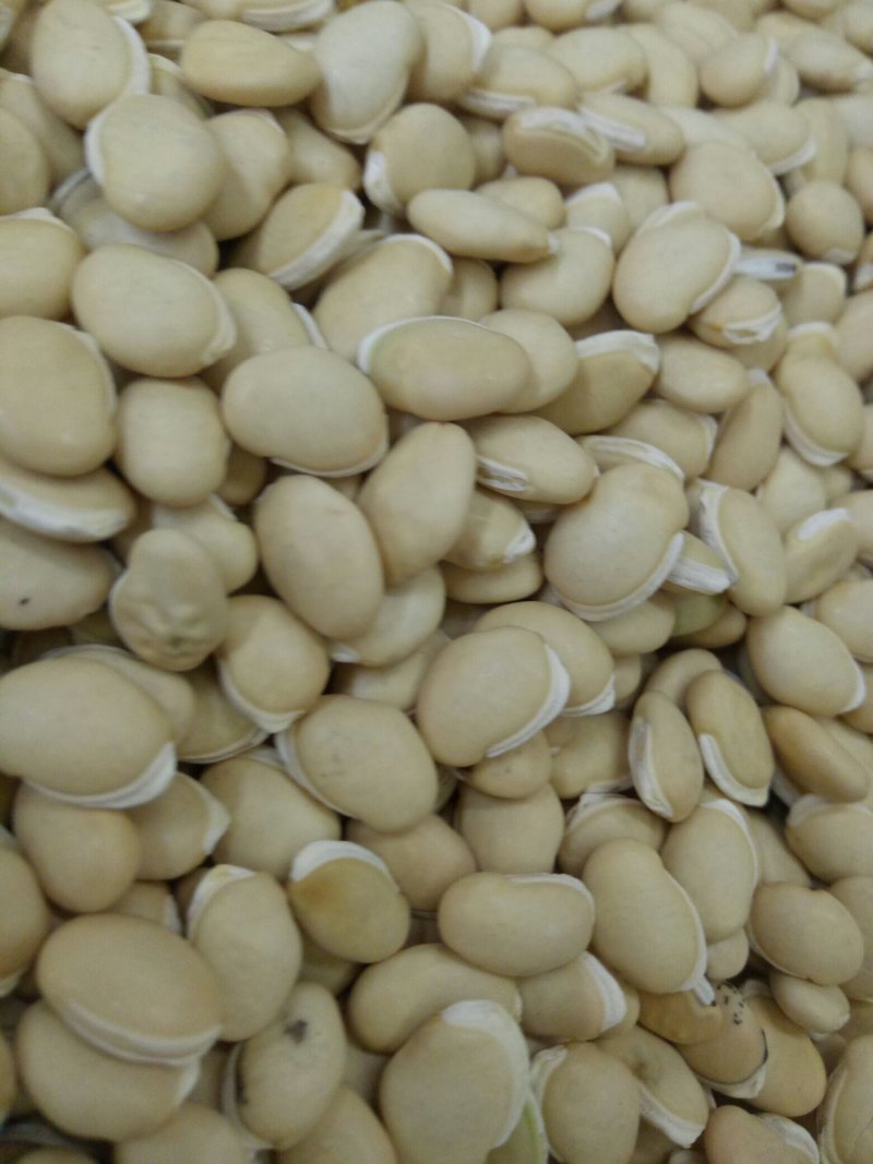 白扁豆颗粒饱满颜色白光滑