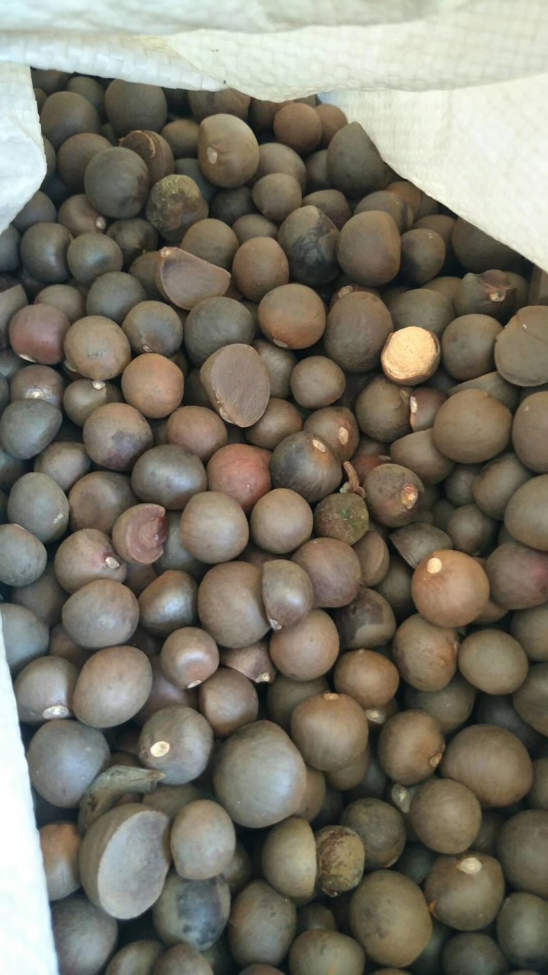 茶仔果