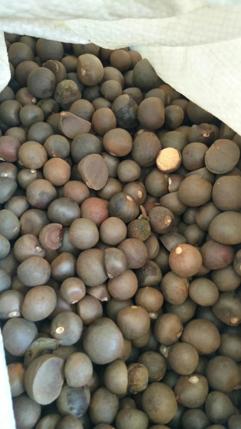 茶仔果