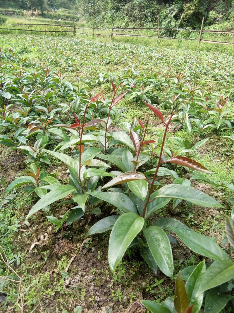 黑老虎果和优质果苗