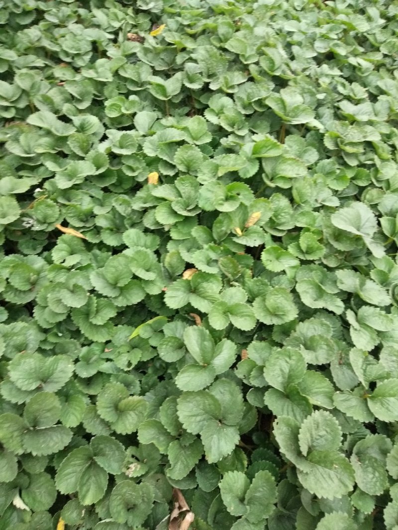 草莓苗一甜宝草霉苗，规格，10-20公分，