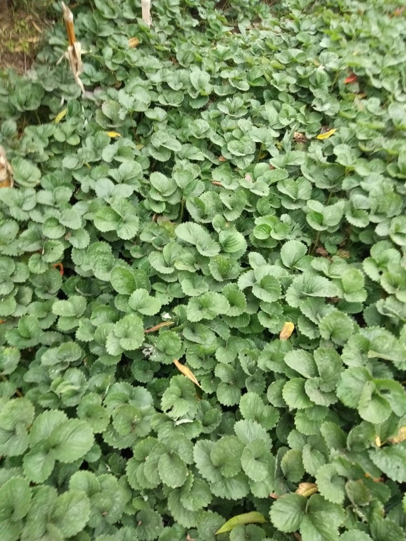 草莓苗一甜宝草霉苗，规格，10-20公分，