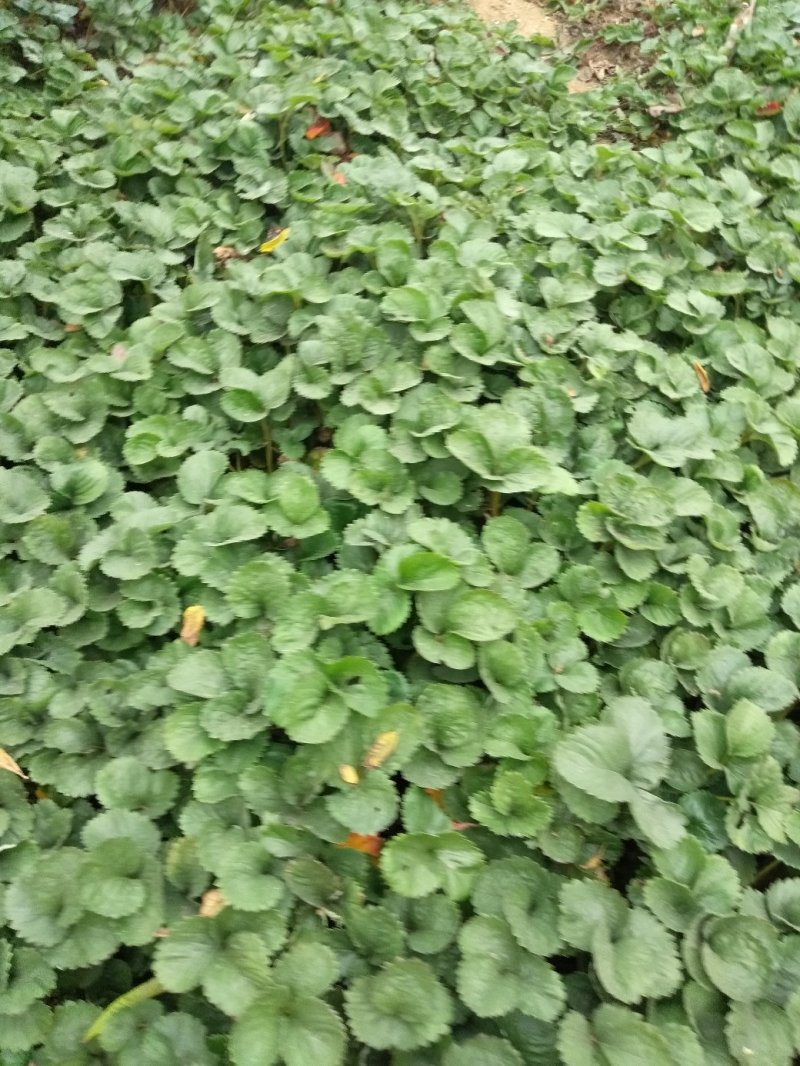 草莓苗一甜宝草霉苗，规格，10-20公分，
