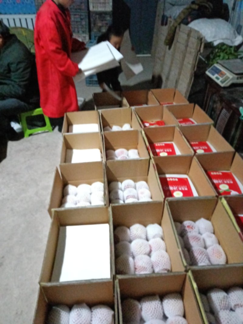 阿克苏红旗坡冰糖心苹果80mm以上膜袋