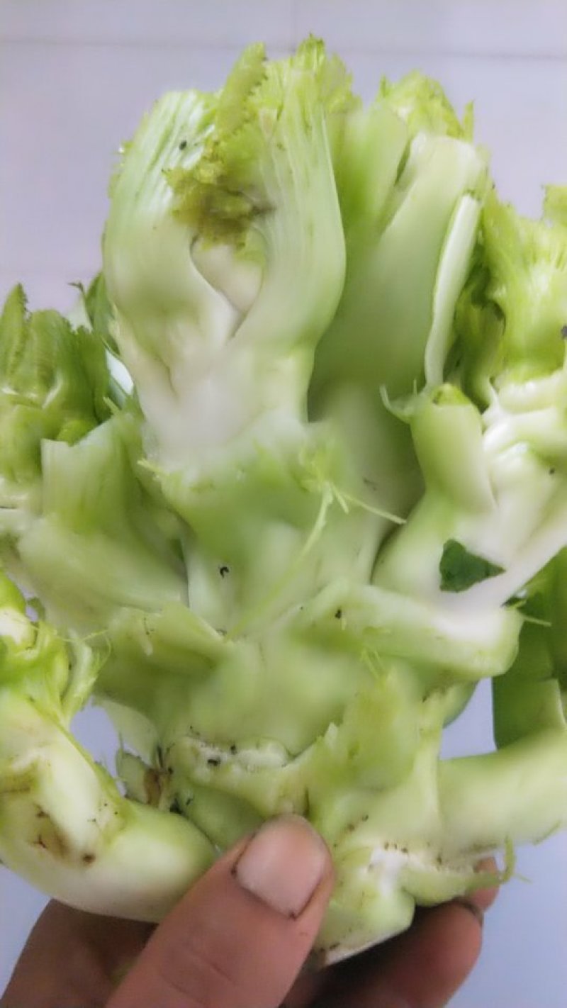 精品大儿菜
