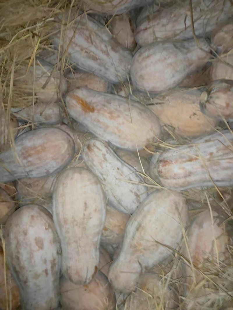 优质南瓜蜜本南瓜产地一手货源量大从优对接批发