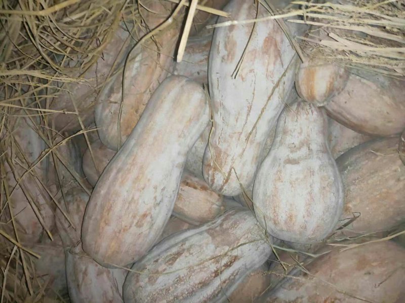 优质南瓜蜜本南瓜产地一手货源量大从优对接批发