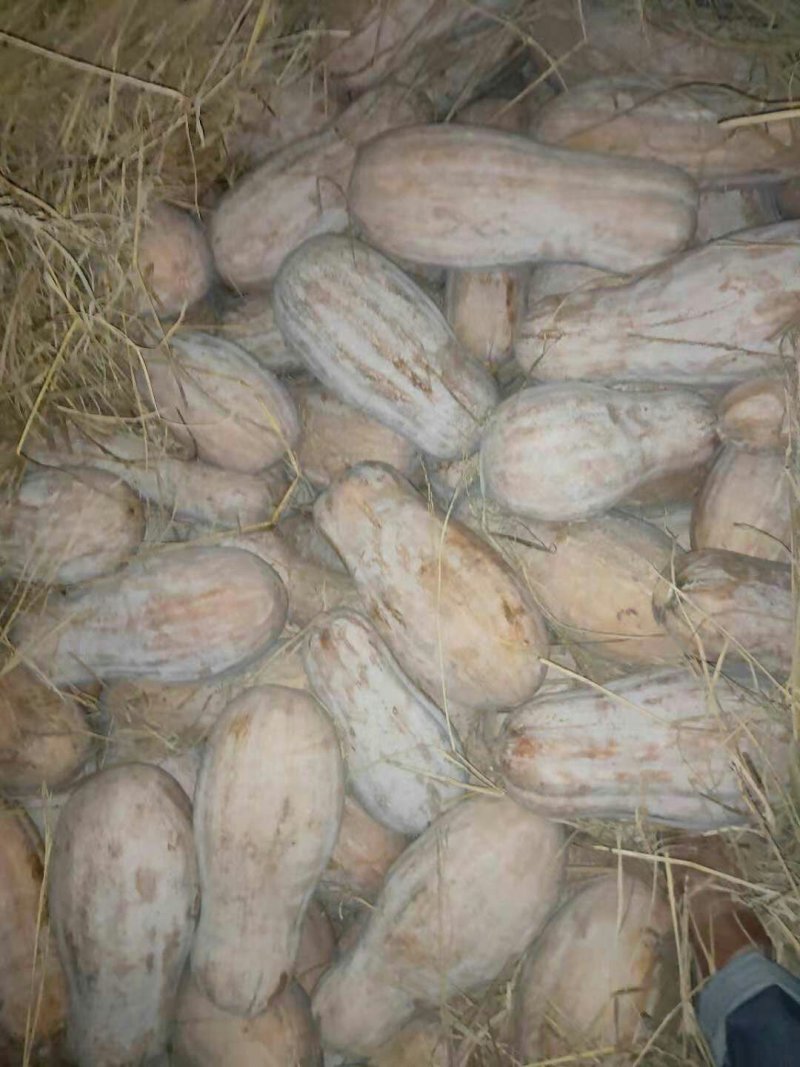 优质南瓜蜜本南瓜产地一手货源量大从优对接批发