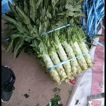 茴苣！