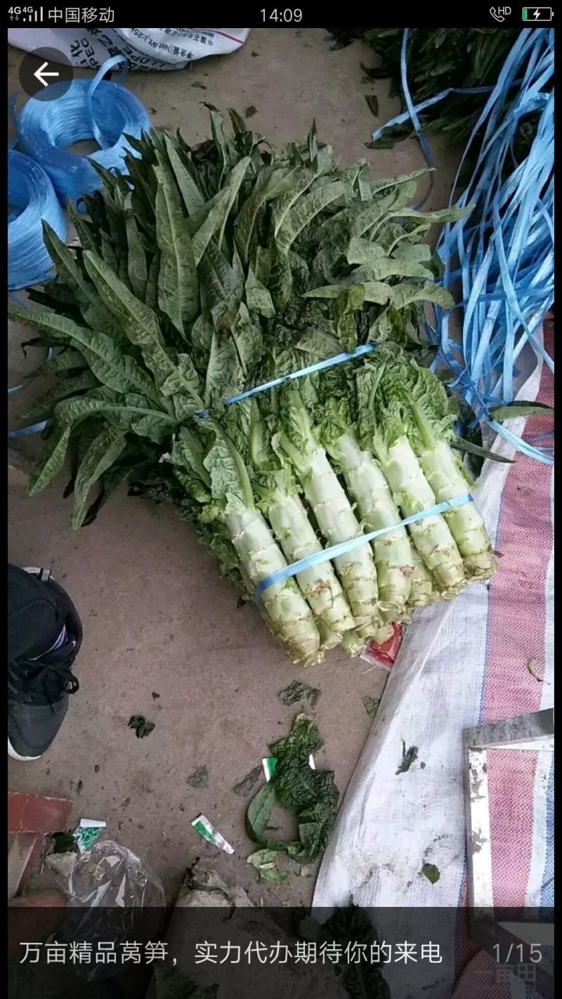 茴苣！