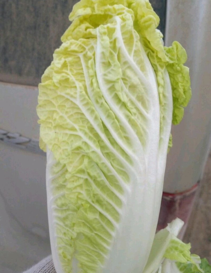 【精品】娃娃菜，地头看货，一首货源，基地直供产地供应