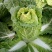 【精品】娃娃菜，地头看货，一首货源，基地直供产地供应