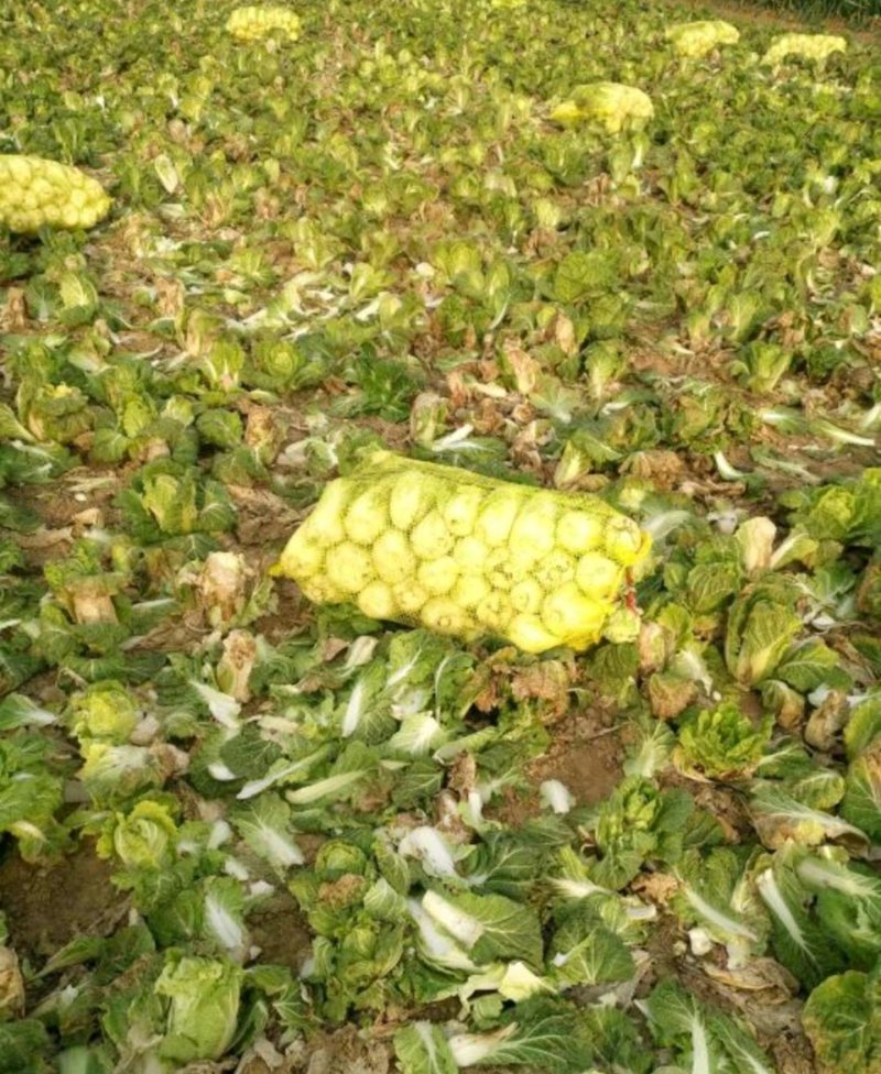 【精品】娃娃菜，地头看货，一首货源，基地直供产地供应