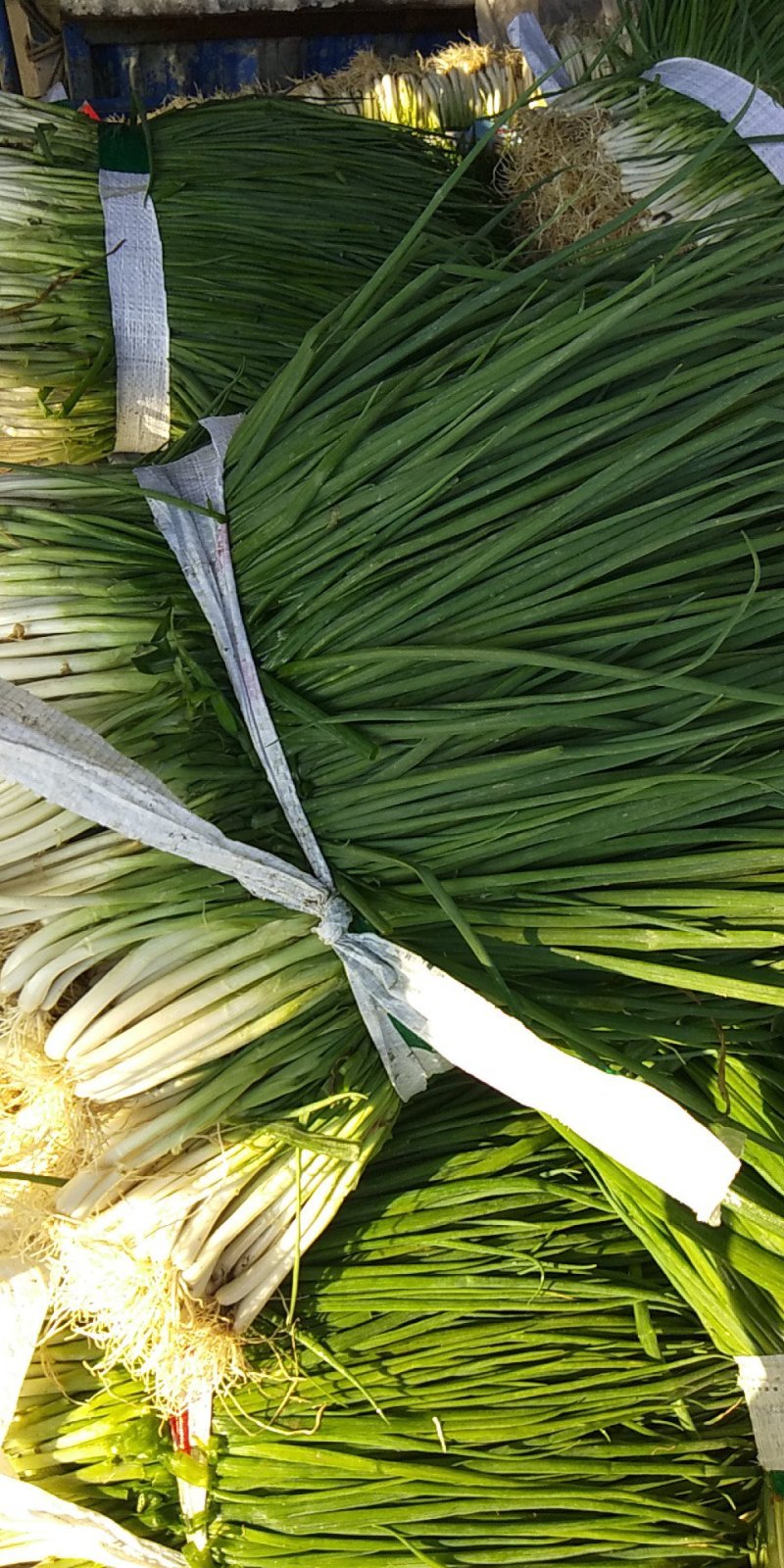 小葱