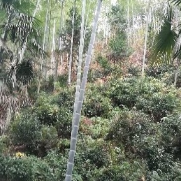 毛竹