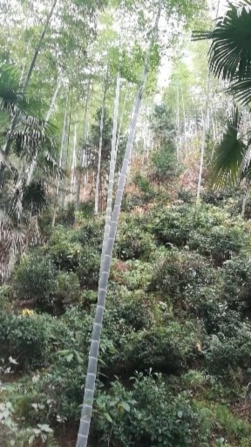 毛竹