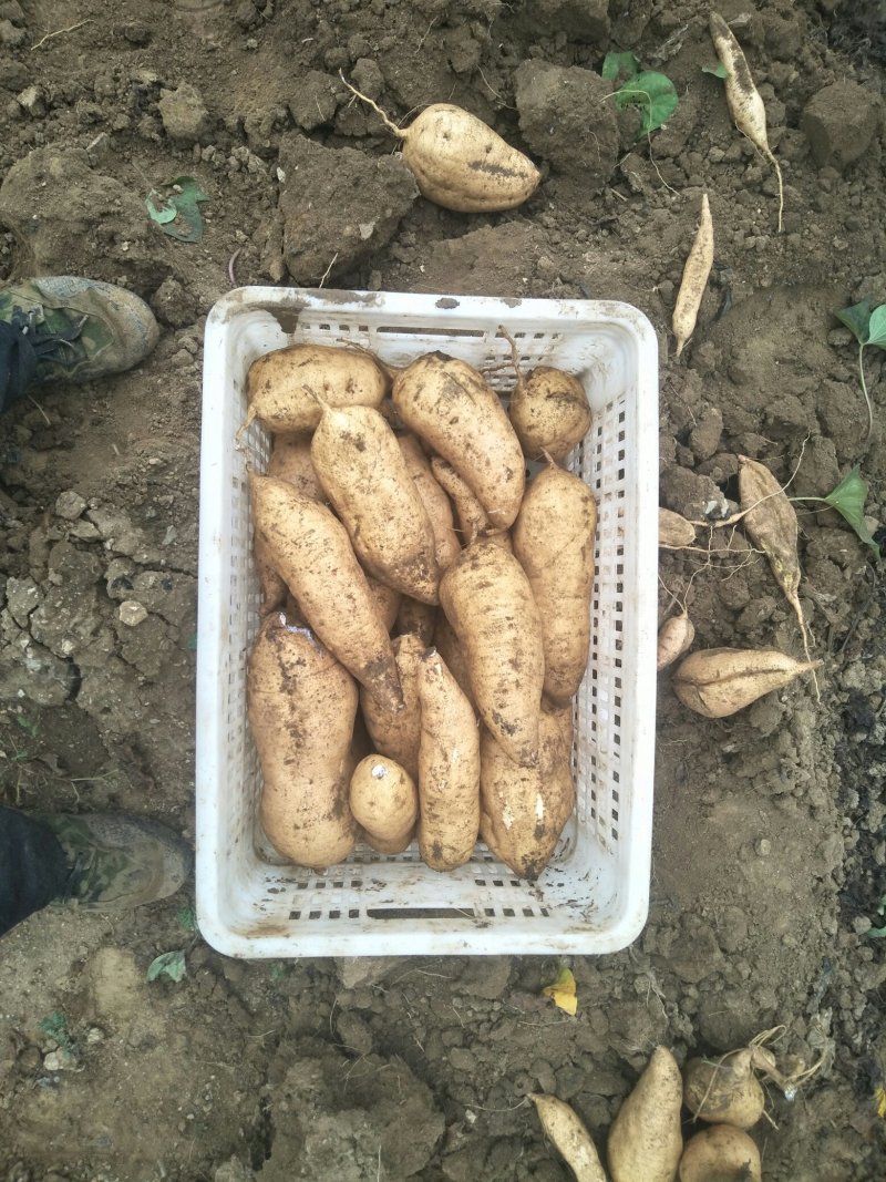 北京553种苗大量供应