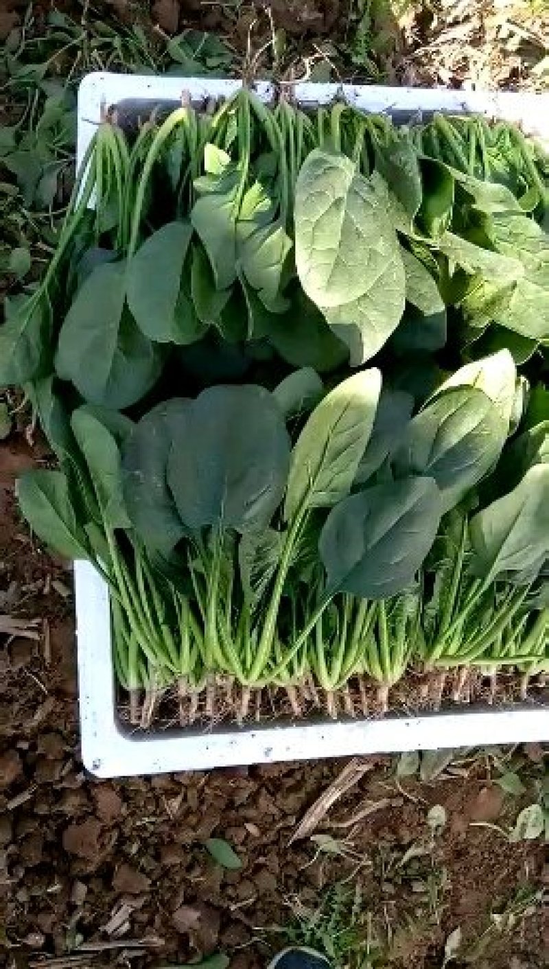 【精品】菠菜〔商超品质价格低廉〕走超市市场必选