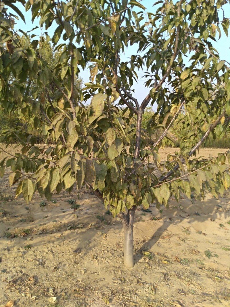 樱桃树